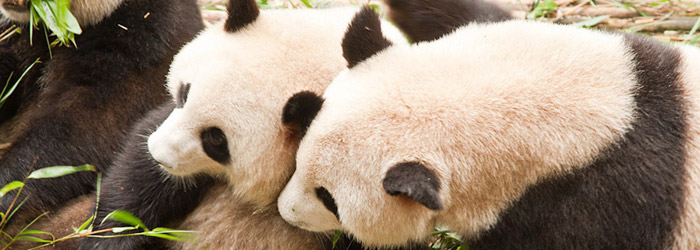 Post image for Pandas and Wuhou Ci Chengdu China