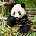 Thumbnail image for Pandas and Wuhou Ci Chengdu China