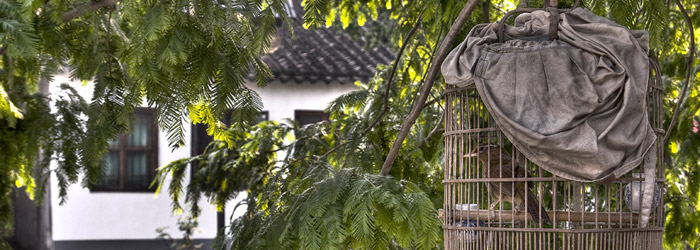 Post image for Zhujiajiao China
