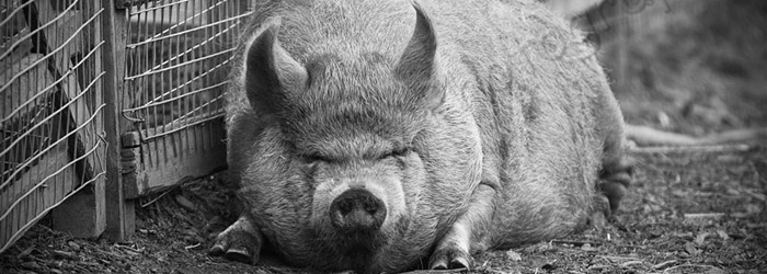 Post image for Edinburgh Zoo