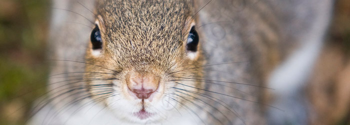 Post image for Squirrel
