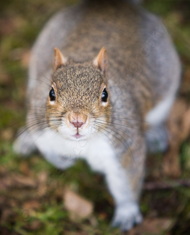 Botanical Garden Edinburgh Squirrel