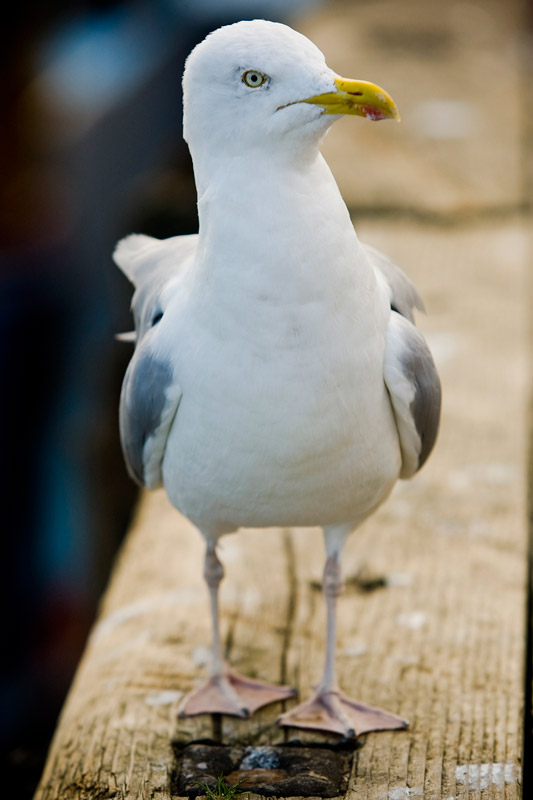 Whitby seagull